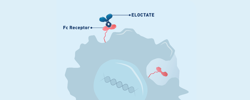 ELOCTATE Fc Fusion MOE